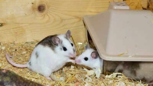 Groundbreaking Study: Scientists Breed Fertile Mice Using DNA from Two Fathers