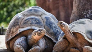 The silent demise of turtles and tortoises: Struggling to survive in the modern world