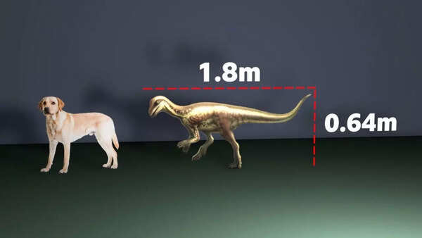 Fossil of a dog-sized dinosaur discovered by scientists