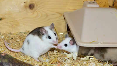 Lab mice born from dual sperm DNA